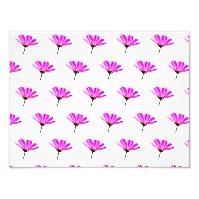 Pink Daisy Fotodruck (Vorne)