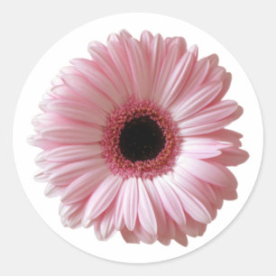 Pink Daisy Gerbera Runder Aufkleber