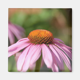 Pink Daisy Magnet