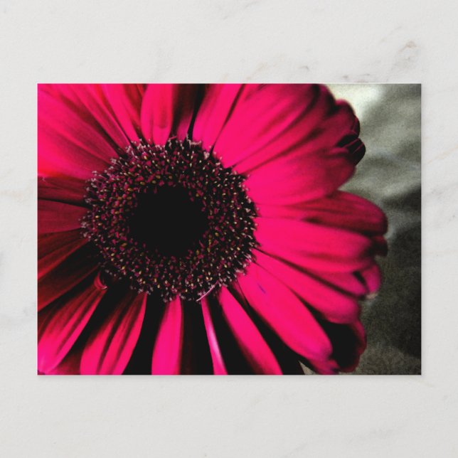 Pink Daisy Postcard Postkarte (Vorderseite)