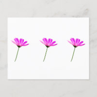 Pink Daisy