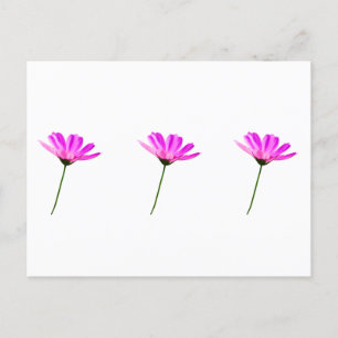 Pink Daisy Postkarte