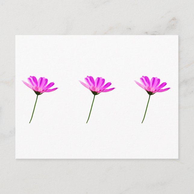 Pink Daisy Postkarte (Vorderseite)