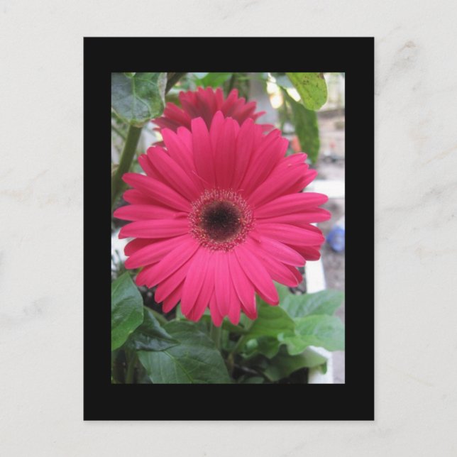 Pink Daisy Postkarte (Vorderseite)