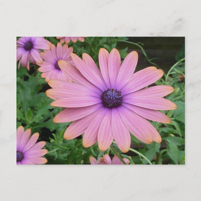 Pink Daisy Postkarte (Vorderseite)