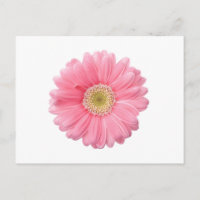 PINK DAISY Single Blume Weißer Hintergrund P36
