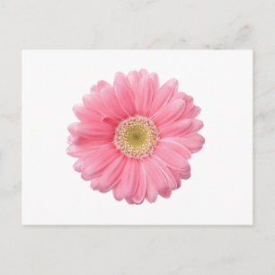 PINK DAISY Single Blume Weißer Hintergrund P36 Postkarte