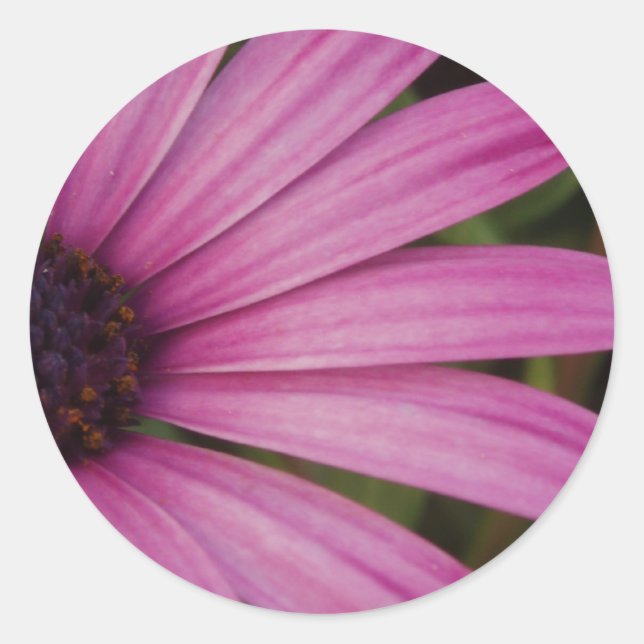 Pink Daisy Stickers (Vorderseite)