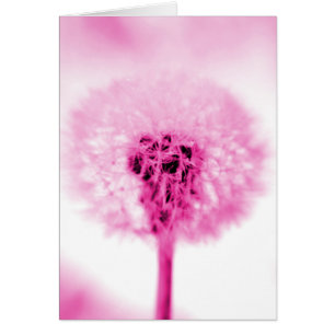 Pink Dandelion