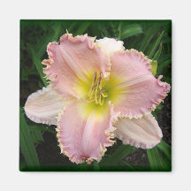 Pink Day Lily got Zähne mit 2 x 2 Magneten