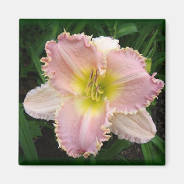Pink Day Lily got Zähne mit 2 x 2 Magneten Magnet