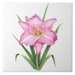 Pink Daylily-Blumen Botanische Kunst Fliese