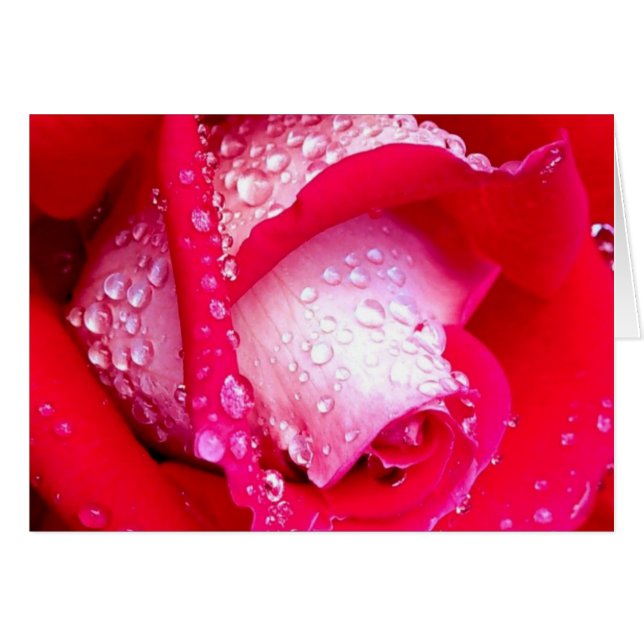 Pink Dew Kissed Rose (Vorderseite (Horizontal))