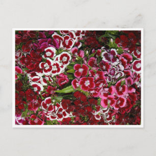 Pink-Dianthus-Bett Postkarte