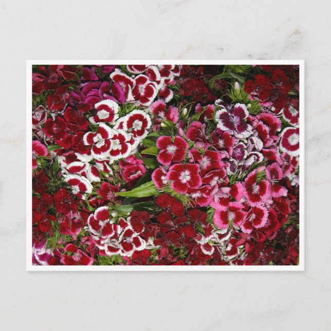 Pink-Dianthus-Bett Postkarte (Vorderseite)
