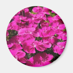 Pink Dianthus-Blume Magnet