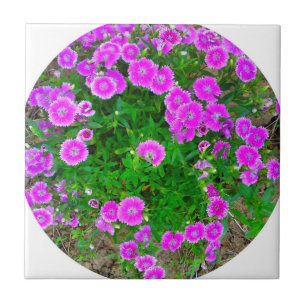 Pink Dianthus Blume Tile Fliese