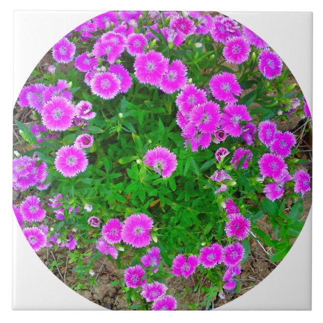 Pink Dianthus Blume Tile Fliese (Vorderseite)