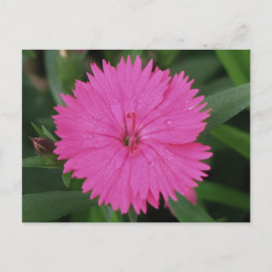 Pink Dianthus Postkarte