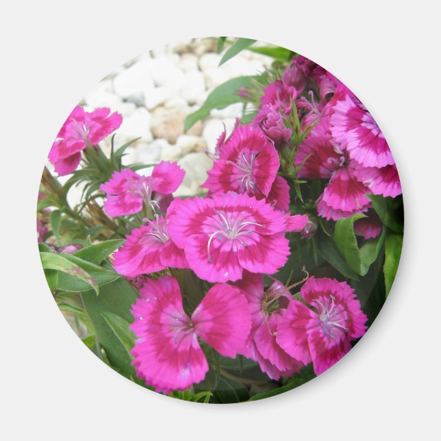 Pink Dianthus/Sweet William Magnet (Vorne)