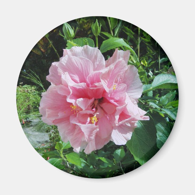 Pink Double Hibiskus Magnet (Vorne)