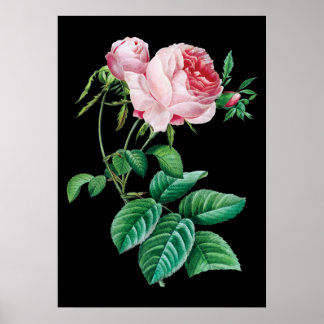 Pink English Rose Black Hintergrund Poster