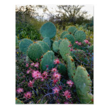 Pink Fairy Duster Blume & Prickly Pear Cactus