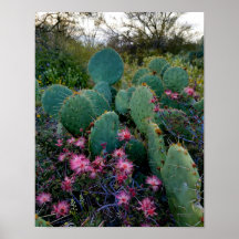 Pink Fairy Duster Blume & Prickly Pear Cactus