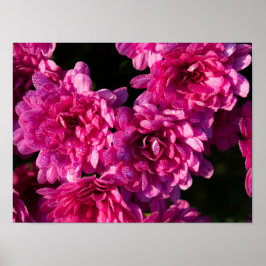 Pink Fall Mums Poster