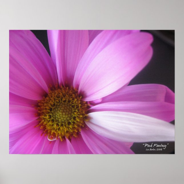 Pink Fantasy - Poster (Vorne)