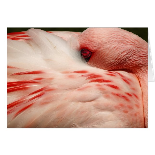Pink Flamingo (Vorderseite (Horizontal))