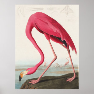 Pink Flamingo-Abbildung Poster