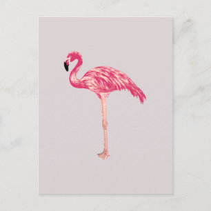 Pink Flamingo Bird Illustration Postkarte