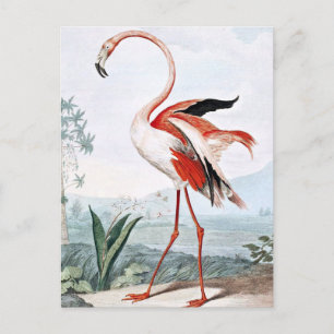 Pink Flamingo Bird Vintage Kunst Postkarte