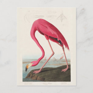 Pink Flamingo, Birds of America by J.J. Audubon Postkarte
