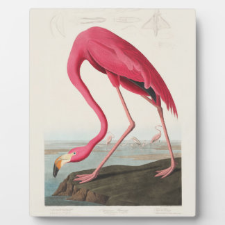 Pink Flamingo by John Audubon Fotoplatte