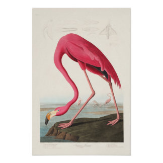 Pink Flamingo by John Audubon Poster