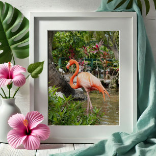 Pink Flamingo Dekoration Fotografie Bonita Springs