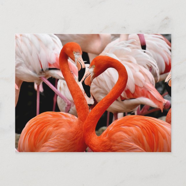 Pink Flamingo Flock Liebe Herzlich Willkommen bei  Postkarte (Vorderseite)