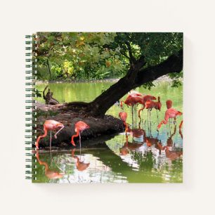 Pink Flamingo Flock Wildlife Foto Notizbuch