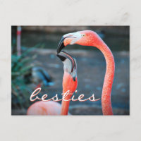 Pink Flamingo Friends Foto Besties Stilvolle Schri