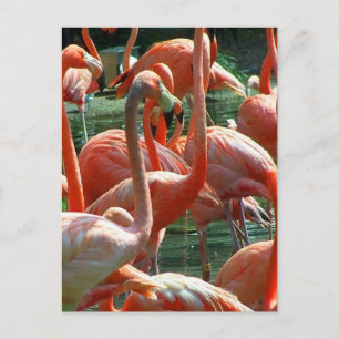 Pink Flamingo Gruppe, viele Flamingos Bild! Postkarte