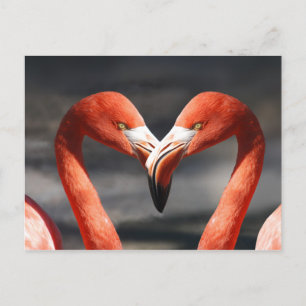 Pink Flamingo Liebe Postcard Postkarte