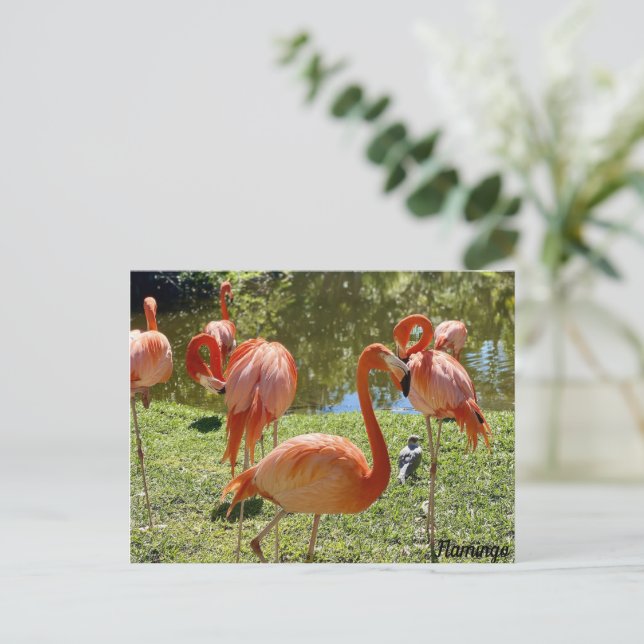 Pink Flamingo Nature Postkarte (Stehend Vorderseite)