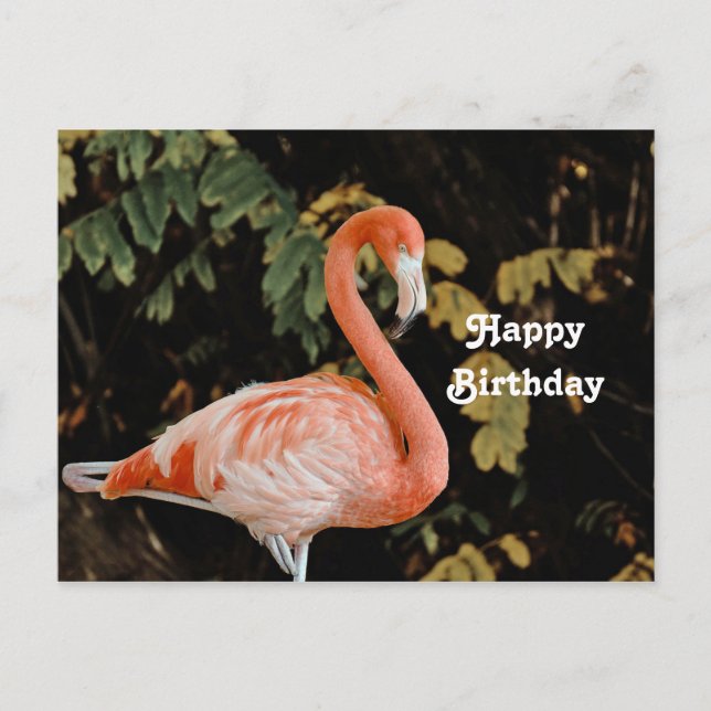 Pink Flamingo Portrait Wildlife Foto Geburtstag Postkarte (Vorderseite)