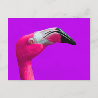 Pink Flamingo Post Card, Lila Hintergrund Postkarte