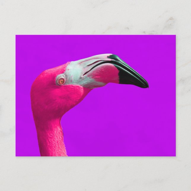 Pink Flamingo Post Card, Lila Hintergrund Postkarte (Vorderseite)