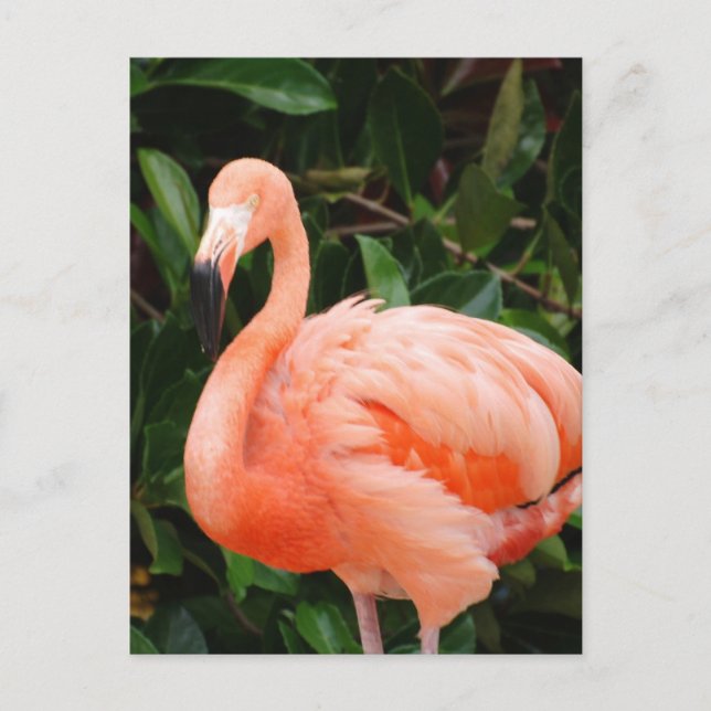 Pink Flamingo Postcard Postkarte (Vorderseite)