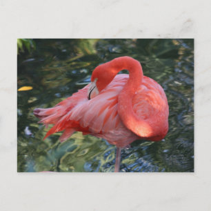 Pink Flamingo Postcard Postkarte