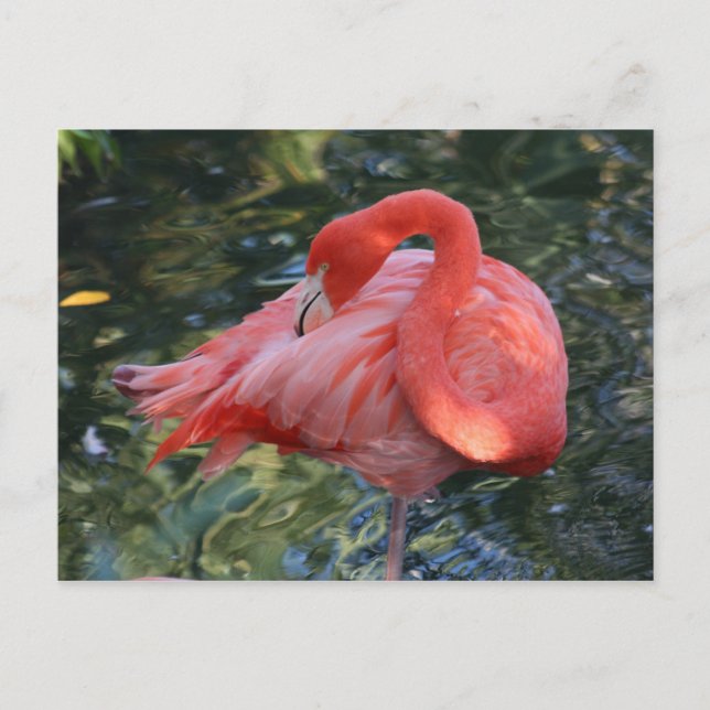 Pink Flamingo Postcard Postkarte (Vorderseite)